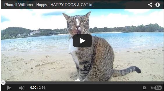 0000 HAPPY DOGS