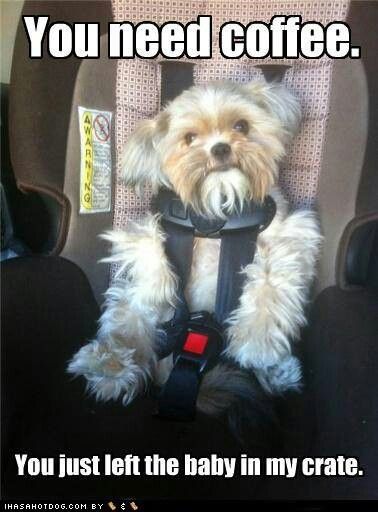 0000 a dog